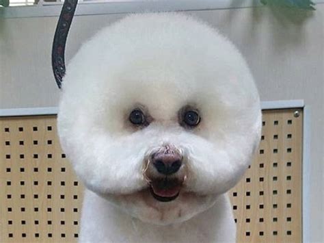 Awkward Trend Round Dog Haircuts Dog Haircuts Bichon Frise Dogs