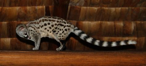 List Of 40 Rare And Unique Exotic Pets Pethelpful
