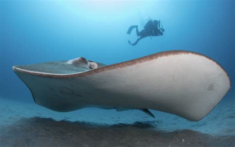 Mozambique Smalleye Stingray Research Project — Marine Megafauna Foundation