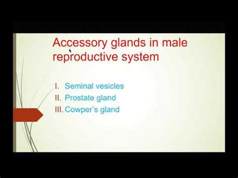 Male Reproductive System Accessory Glands Youtube