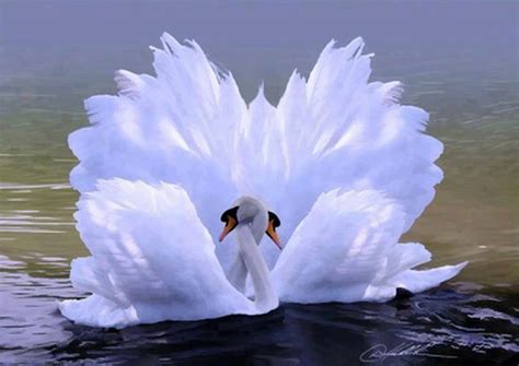 Swan Love Beautiful Pictures Photo 34674027 Fanpop