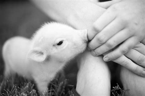 Kisses Cute Animals Baby Pigs Teacup Pigs