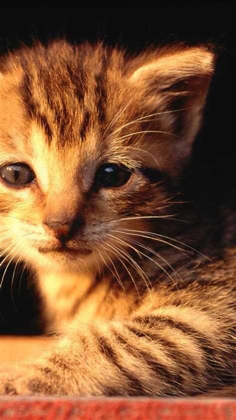 Caut Cat Tabby Kitten Kitten Wallpaper Kittens