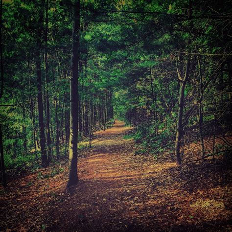 Free Images Path Pathway Outdoor Wilderness Branch