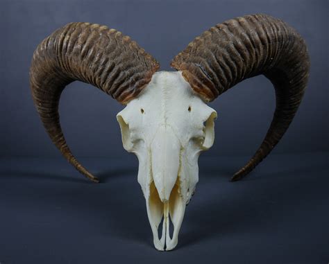 Alpine Mouflon Ram Horns And Skull Ahs54 Antlers Horns And Skulls