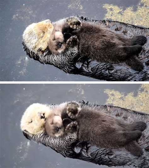 Baby Otter Comfortably Sleeps On Its Mamas Belly Cute
