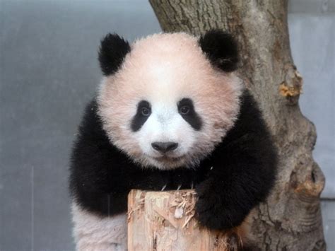 We did not find results for: 上野動物園の赤ちゃんパンダ「シャンシャン」なぜピンク色 ...