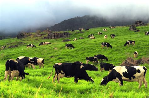 Largest farm at sabah, about 199 hectares and located at mesilau plateau,kundasang. Malaysia Photo Travel: Desa Dairy Cows