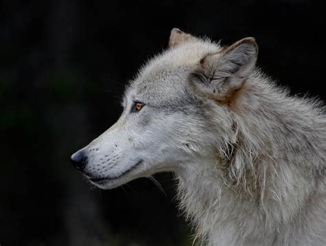 Wolf Profile Photograph By Athena Mckinzie Fine Art America