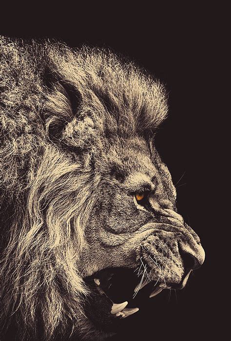 Lion wallpapers for iPhone and iPad Iphone wallpapers for iphone 12, iphone 11, iphone x, iphone xr, iphone 8 plus high quality wallpapers, ipad backgrounds.