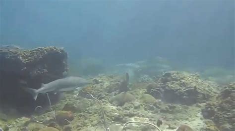The Blacktip Reef Sharks Of Phi Phi Island Youtube