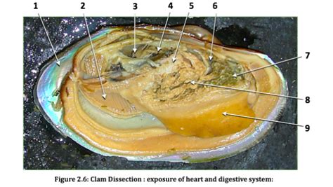 Clam Dissection Exposure Of Heart And Digestive System Diagram Quizlet