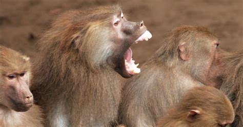 Primate Behavior 3 Blog Posts Noldus