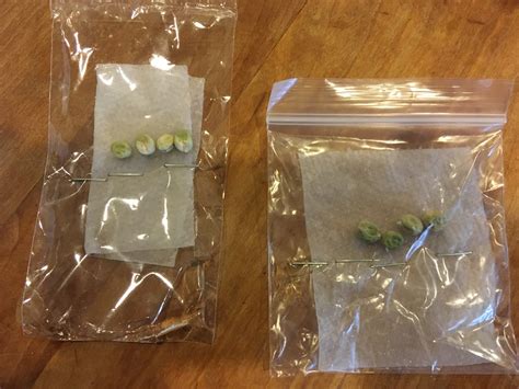 Seed Sprouting Experiment Inventors Of Tomorrow