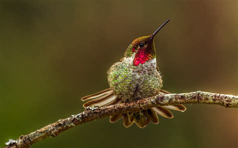 Animal Hummingbird Hd Wallpaper