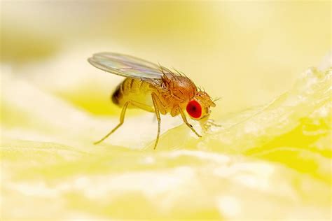 How To Get Rid Of A Fruit Fly Infestation In Your Apartment