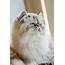 Persian Cat Pictures And Information  Breedscom