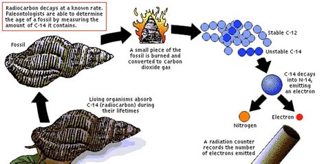 Evolution Patterns Notes Biology Mrs Mccomas