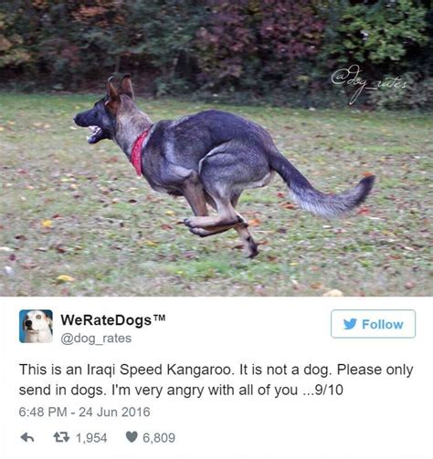 Not A Doggo 22 Hilarious Tweets From We Rate Dogs I Can Has Cheezburger