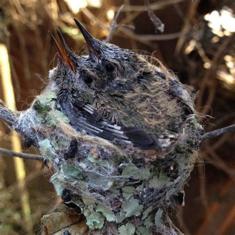 Baby Hummingbirds Hatch And Leave The Nest Baby Hummingbirds Cute