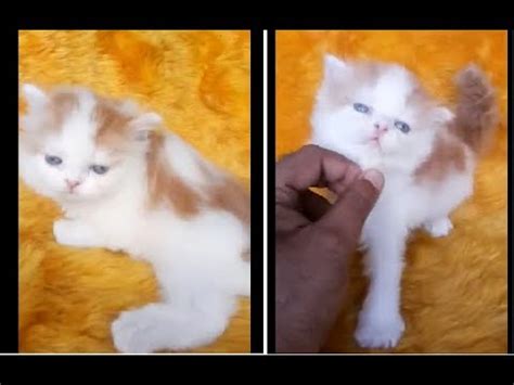 Characteristics, history, care tips, and helpful information for pet owners. Persian cat PART 1| persian cat price in india |पर्शियन ...