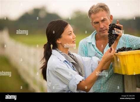 Farmers Working In Vineyard Stock Photo Alamy
