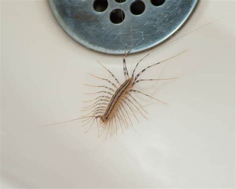 What Are Common Bugs Found In The Bathroom Terminix