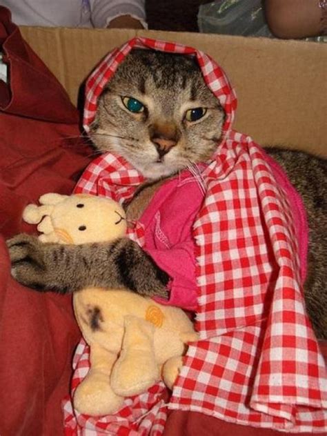 Ten Pictures Of Cats Wearing Scarves To Keep Warm This Winter