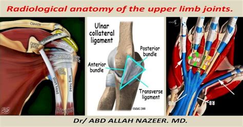 Presentation1pptx Radiological Anatomy Of The Upper Limb Joint Pdf