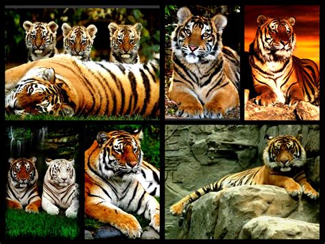 Tigers Everywhere Collage Tigerclan Fan Art 34588638 Fanpop