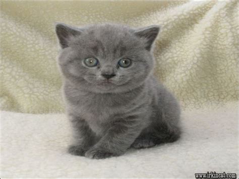 British shorthair cats are not overly active cats. Buying British Shorthair Kittens Price | irkincat.com