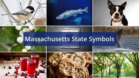 Learn The Massachusetts State Symbols Foreign Usa