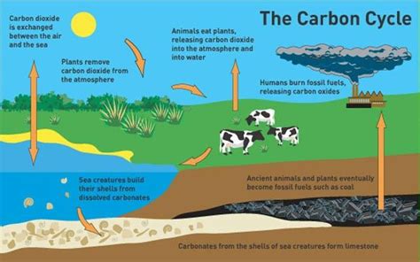 What Is Carbon Cycle Its Process And Its Importance Byjus