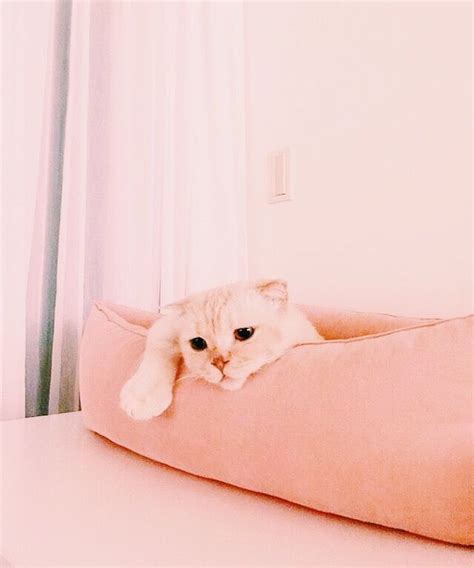 pinterest// peypeyrice