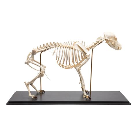 Canine Real Bone Complete Skeleton Mounted K9 Dog