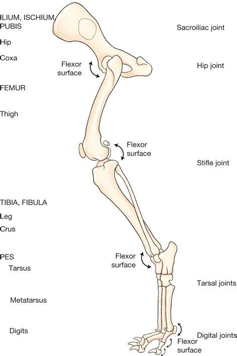 Dog Paw Bones Anatomy Dog Anatomy Dog Leg Cat Paw Anatomy