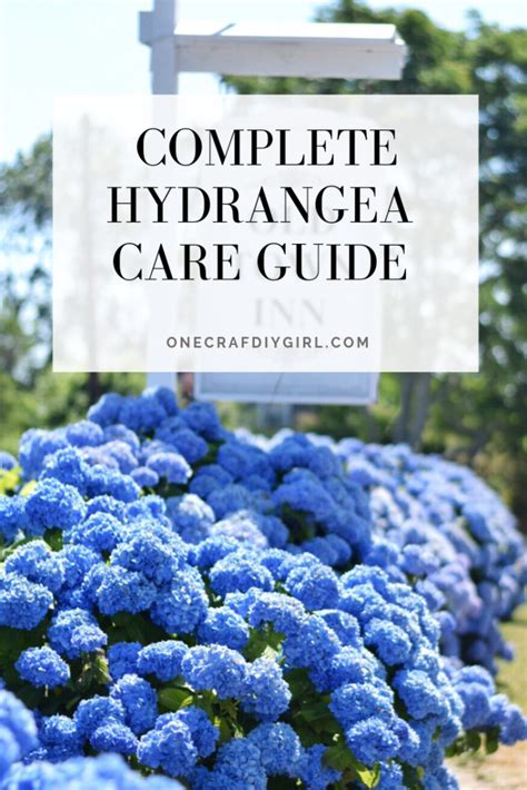 Hydrangea Plant Care Everything You Need To Know In 2023