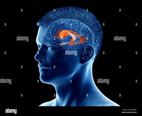 Lateral Ventricle Of The Brain Illustration Stock Photo Alamy