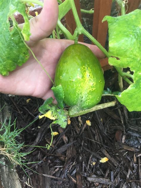 my very odd shaped cucumber lol gardening