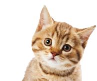 10 best hd cute cat wallpapers full hd 1080p … image details source: PNG Cute Cat Transparent Cute Cat.PNG Images. | PlusPNG