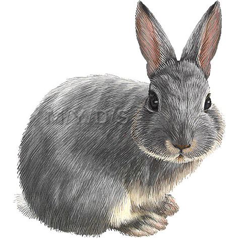 Realistic Rabbit Clip Art Clip Art Library