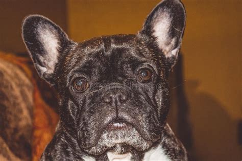 French bull designs bowls, melamine, outdoor dinnerware, lazy susans, and more to celebrate the everyday. Little Dog Of Black Color With Lovely Eyes And Large Ears ...
