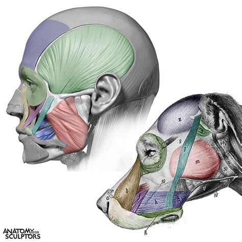 Anatomy For Sculptors Facial Muscle Human And Dog Similar Segmentation