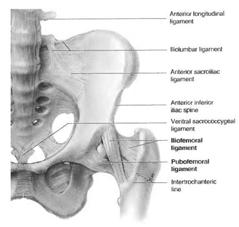 Learn Anatomy Online The Hip Joint