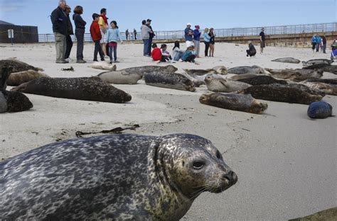 San Diego Council Votes To Close La Jolla Beach In Seal Pupping Season