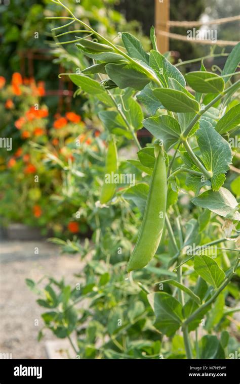 Close Up Of Snap Peas On The Vine Stock Photo Alamy