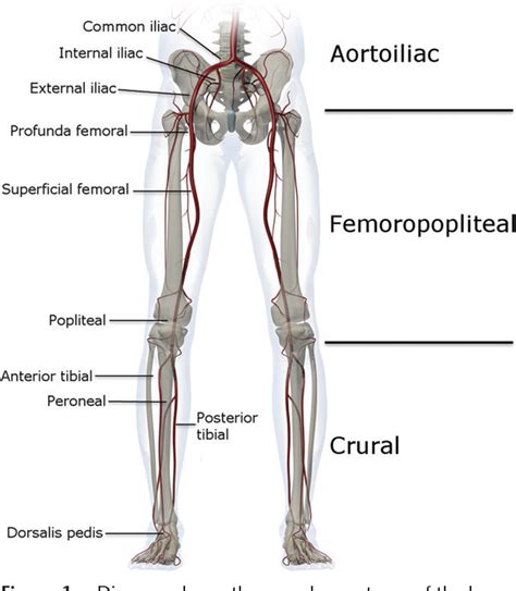 Leg Vascular Anatomy