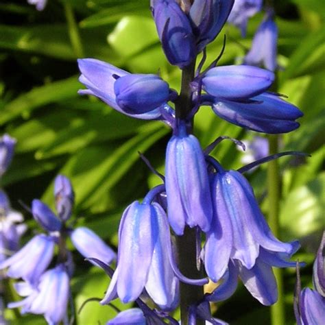 Trees Planet Hyacinthoides Hispanica Spanish Bluebell