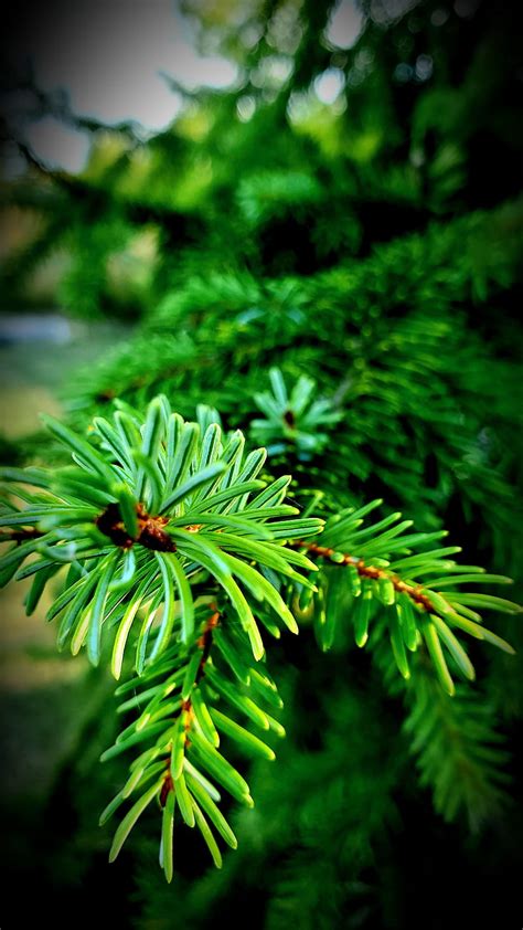 Evergreen Tree Beauty Green Nature Pine Scenic Hd Phone Wallpaper
