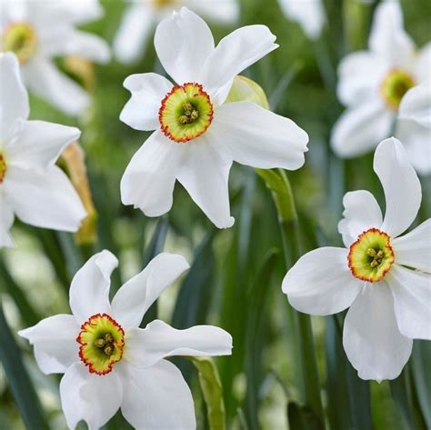 Daffodil Narcissus Poeticus Recurvus Garden Plants